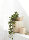 HOW TO | Decorate with plants to create your own indoor sanctuary